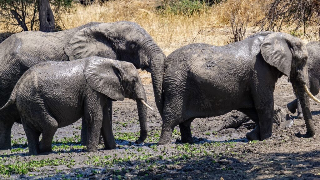 Elephants at Serengeti